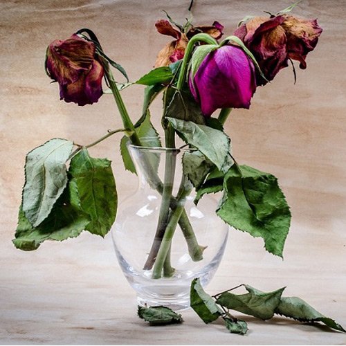 عکس گل رز مشکی برای پروفایل غمگین