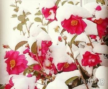 عکس گل رز قرمز در دست دختر