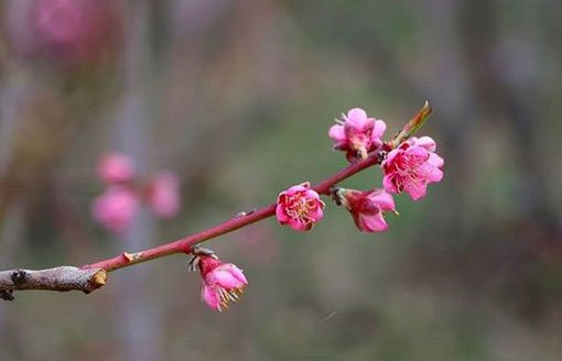 نقاشی منظره رمانتیک بهاری