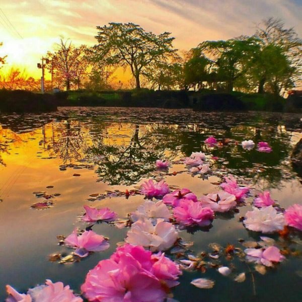  نقاشی منظره طبیعت