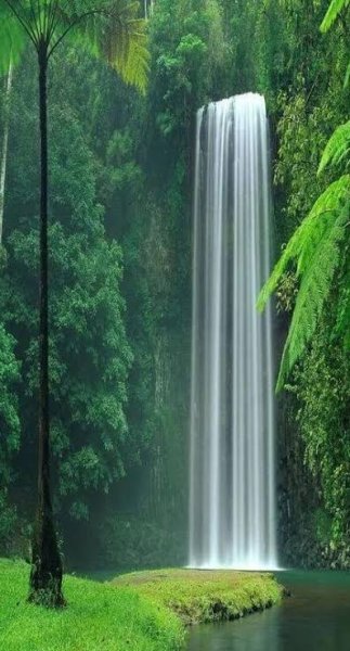  عکس آبشار طبیعی در جنگل سبز برای تصویر زمینه