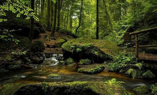  عکس آبشار طبیعی در جنگل سبز برای تصویر زمینه