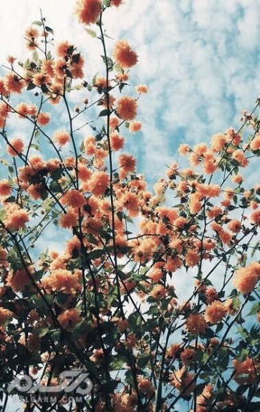  تصویر زمینه گوشی آیفون