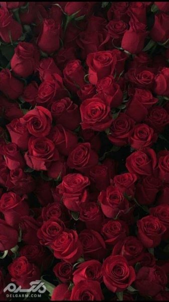  تصویر زمینه گوشی آیفون