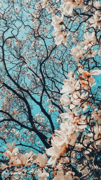  تصویر زمینه گوشی آیفون