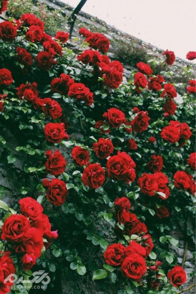  تصویر زمینه گوشی آیفون