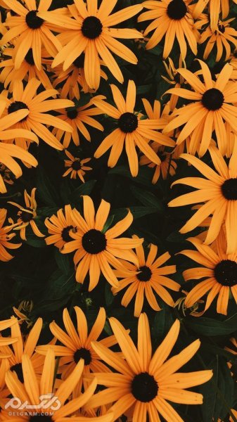  تصویر زمینه گوشی آیفون