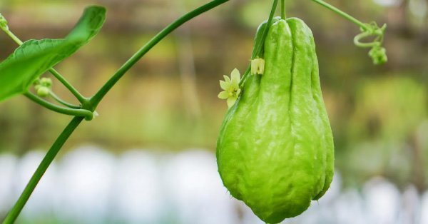  عکس پاپایا میوه استوایی با کیفیت بالا
