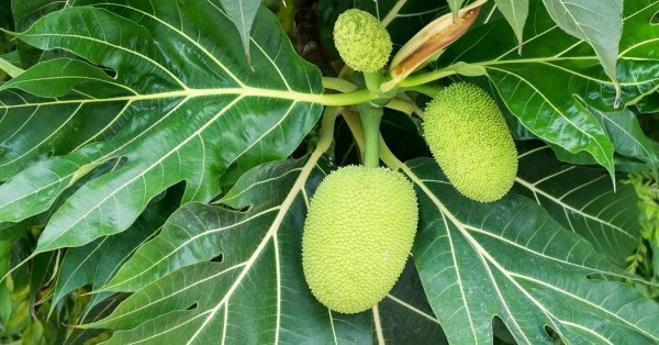  عکس پاپایا میوه استوایی با کیفیت بالا