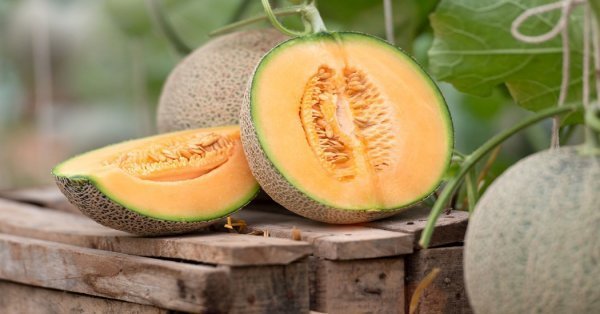  عکس پاپایا میوه استوایی با کیفیت بالا