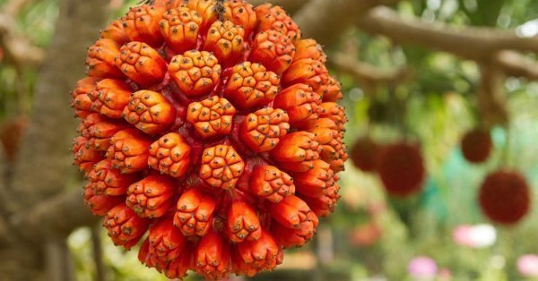  عکس پاپایا میوه استوایی با کیفیت بالا