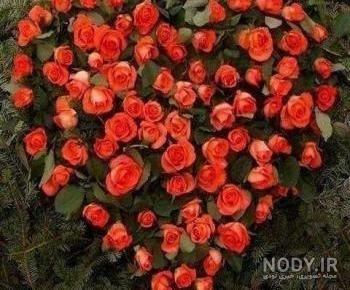  عکس گل و قلب عاشقانه جدید