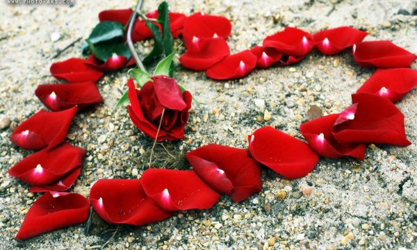  عکس گل و قلب عاشقانه جدید