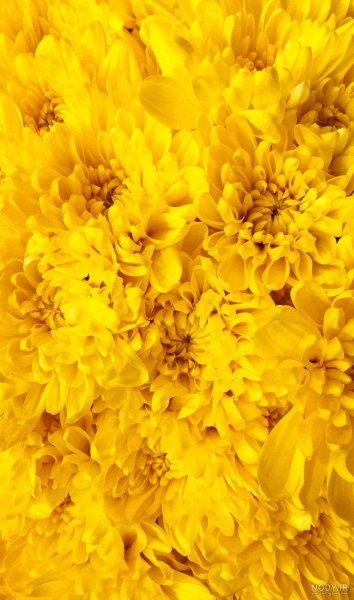  عکس پس زمینه رنگ زرد برای گوشی موبایل