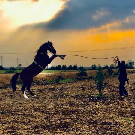  عکس انیمیشنی دختر اسب سوار