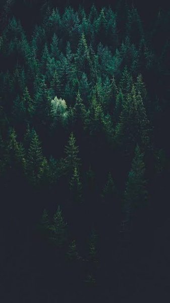  بک گراند سبز رنگ با کیفیت بالا برای گوشی