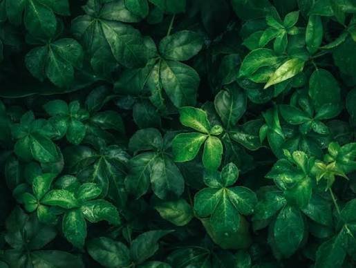  بک گراند سبز رنگ با کیفیت بالا برای گوشی