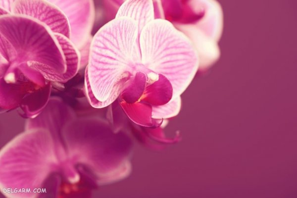  عکس پروفایل گل های ارکیده برای واتساپ و تلگرام