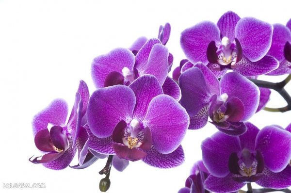  عکس پروفایل گل های ارکیده برای واتساپ و تلگرام