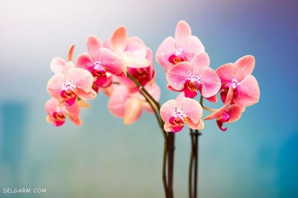  عکس پروفایل گل های ارکیده برای واتساپ و تلگرام