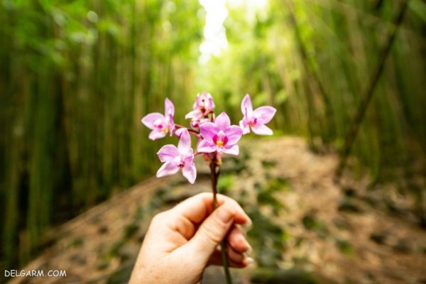  عکس پروفایل گل های ارکیده برای واتساپ و تلگرام