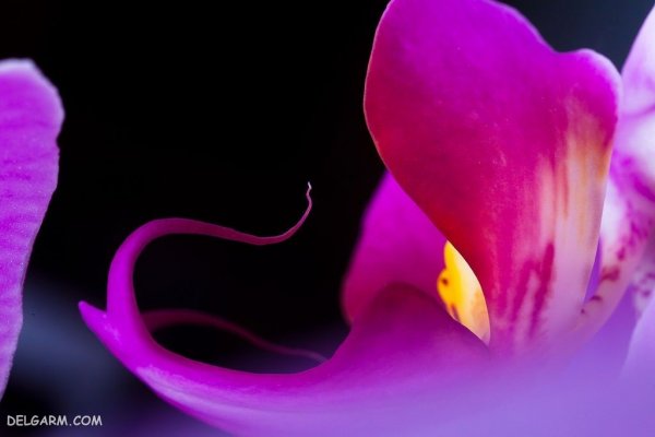  عکس پروفایل گل های ارکیده برای واتساپ و تلگرام