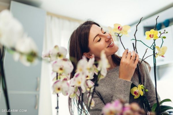  عکس پروفایل گل های ارکیده برای واتساپ و تلگرام