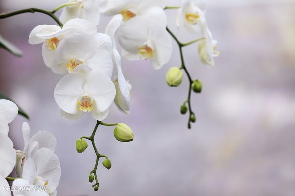  عکس پروفایل گل های ارکیده برای واتساپ و تلگرام