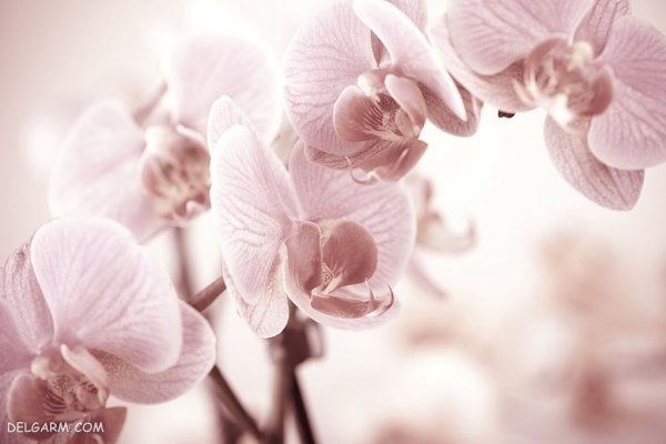  عکس پروفایل گل های ارکیده برای واتساپ و تلگرام