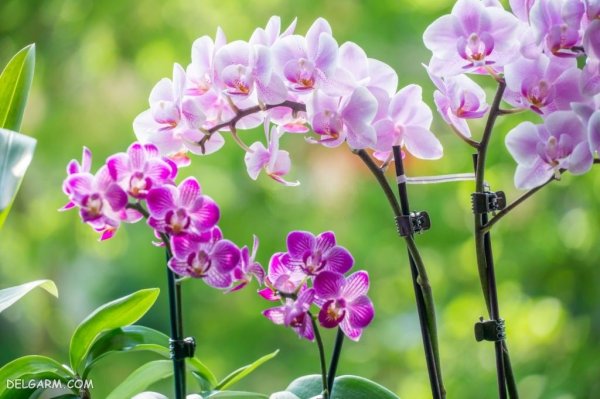  عکس پروفایل گل های ارکیده برای واتساپ و تلگرام