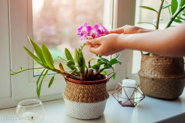  عکس پروفایل گل های ارکیده برای واتساپ و تلگرام