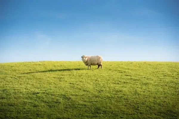 عکس گوسفندان زیبا برای پروفایل