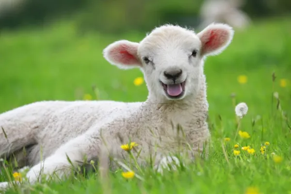  عکس گوسفندان زیبا برای پروفایل