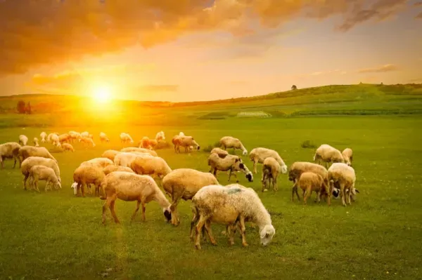  عکس گوسفندان زیبا برای پروفایل