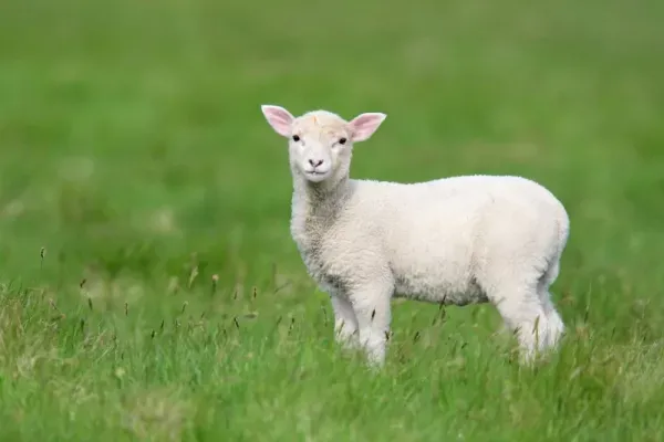  عکس گوسفندان زیبا برای پروفایل