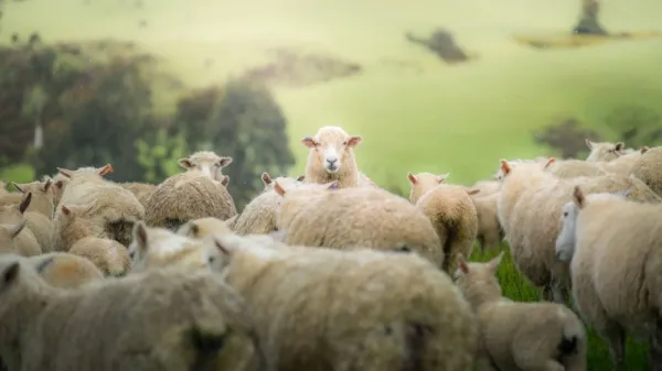  عکس گوسفندان زیبا برای پروفایل