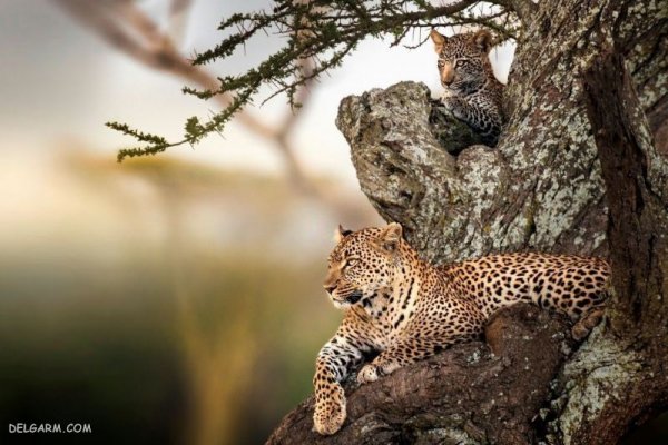  دانلود عکس پلنگ خفن برای پروفایل
