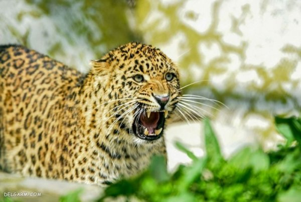  دانلود عکس پلنگ خفن برای پروفایل
