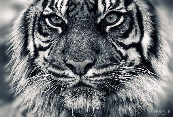  عکس سیاه و سفید پلنگ برای پروفایل پسرانه