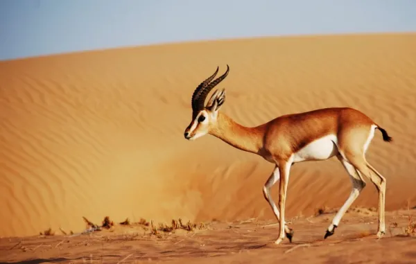  دانلود عکس آهو برای پروفایل