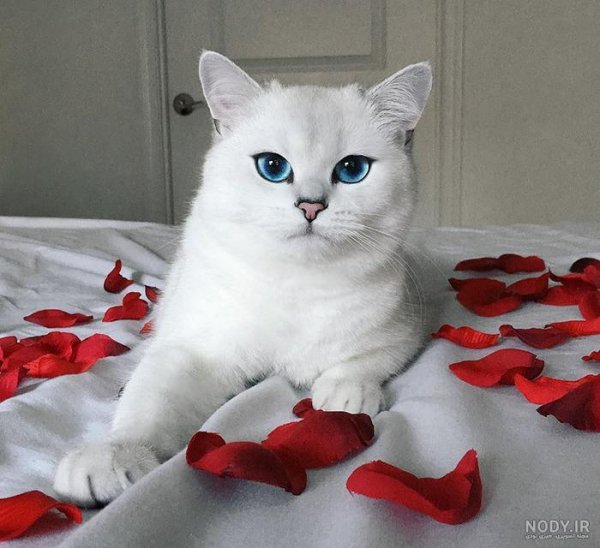  عکس گربه چشم آبی برای پروفایل دخترانه
