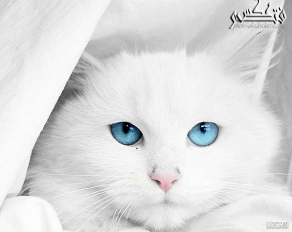  عکس گربه چشم آبی برای پروفایل دخترانه