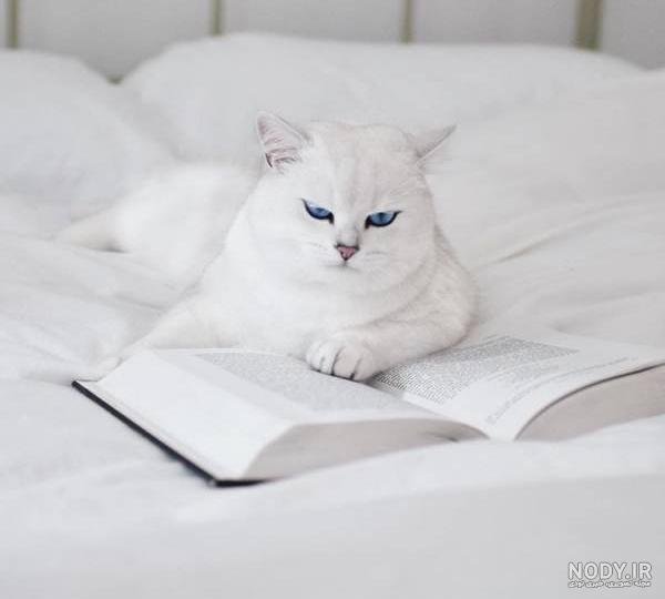  عکس گربه چشم آبی برای پروفایل دخترانه