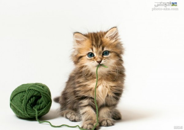  عکس گربه چشم آبی برای پروفایل دخترانه