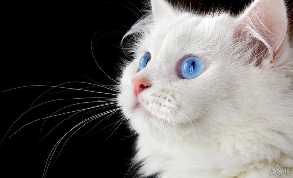 عکس گربه چشم آبی برای پروفایل دخترانه