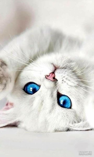  عکس گربه چشم آبی برای پروفایل دخترانه