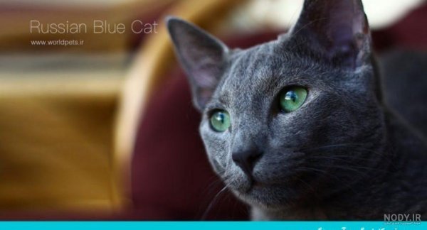  عکس گربه چشم آبی برای پروفایل دخترانه