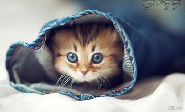  عکس گربه چشم آبی برای پروفایل دخترانه