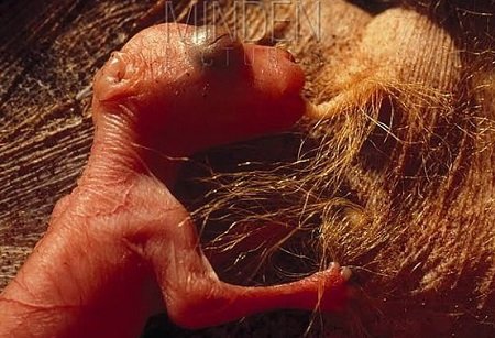  عکس بچه کانگورو در کیسه