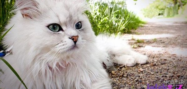  دانلود عکس گربه سفید با مزه و کیوت